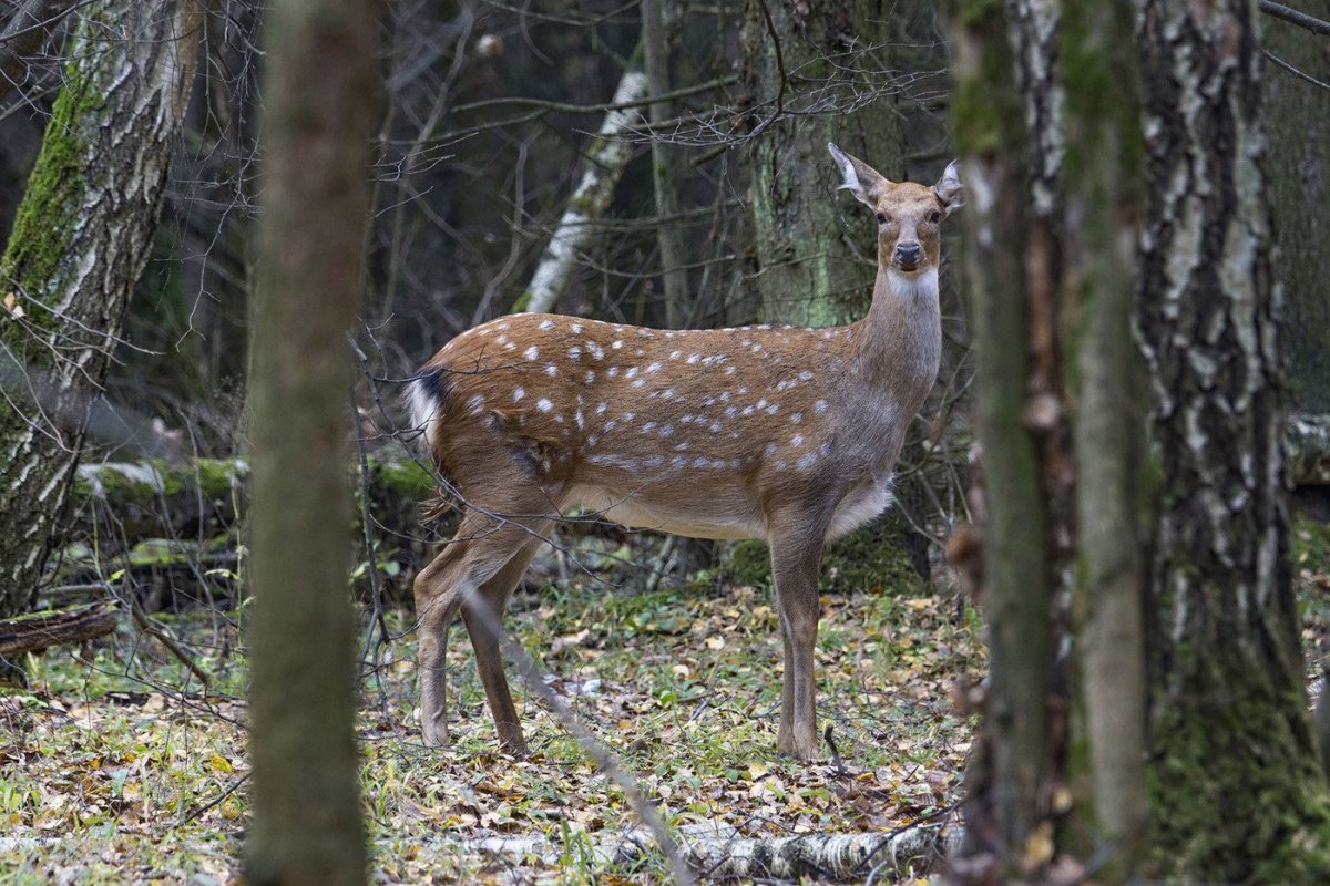 Уссурийский пятнистый олень самка