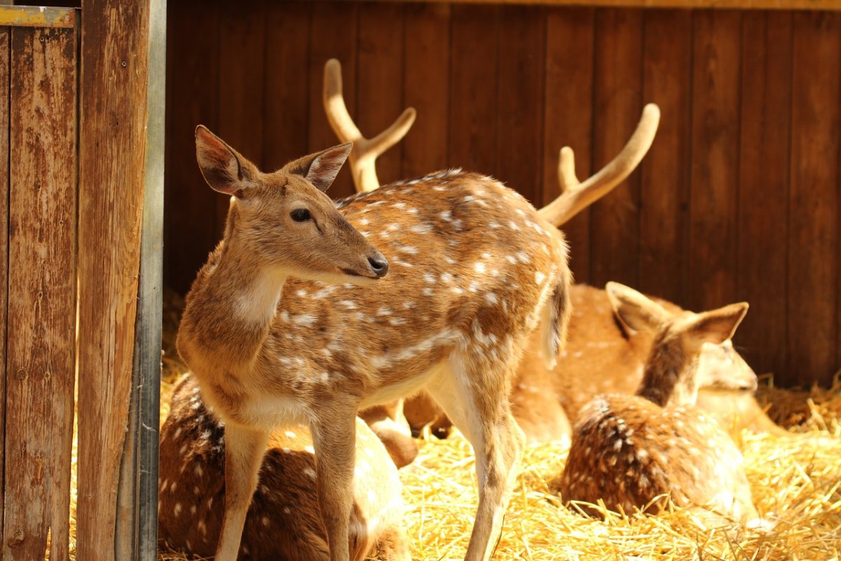 Пятнистый олень гиф