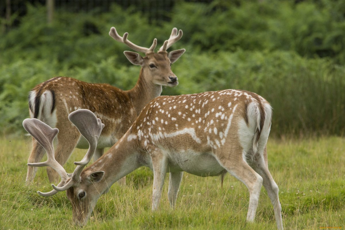 Уссурийский пятнистый олень