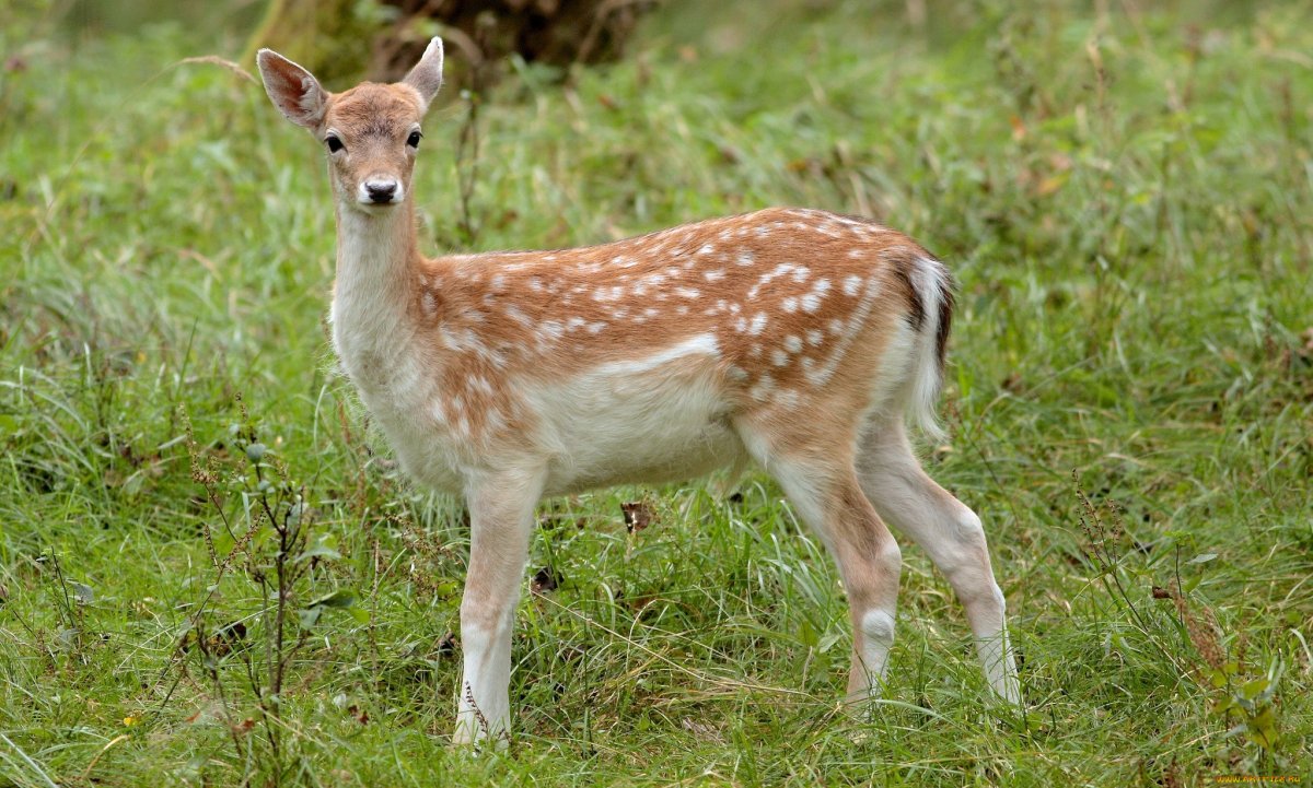 Олень пятнистый Уральский