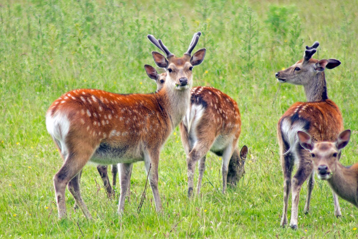 Лань в Калининградской области