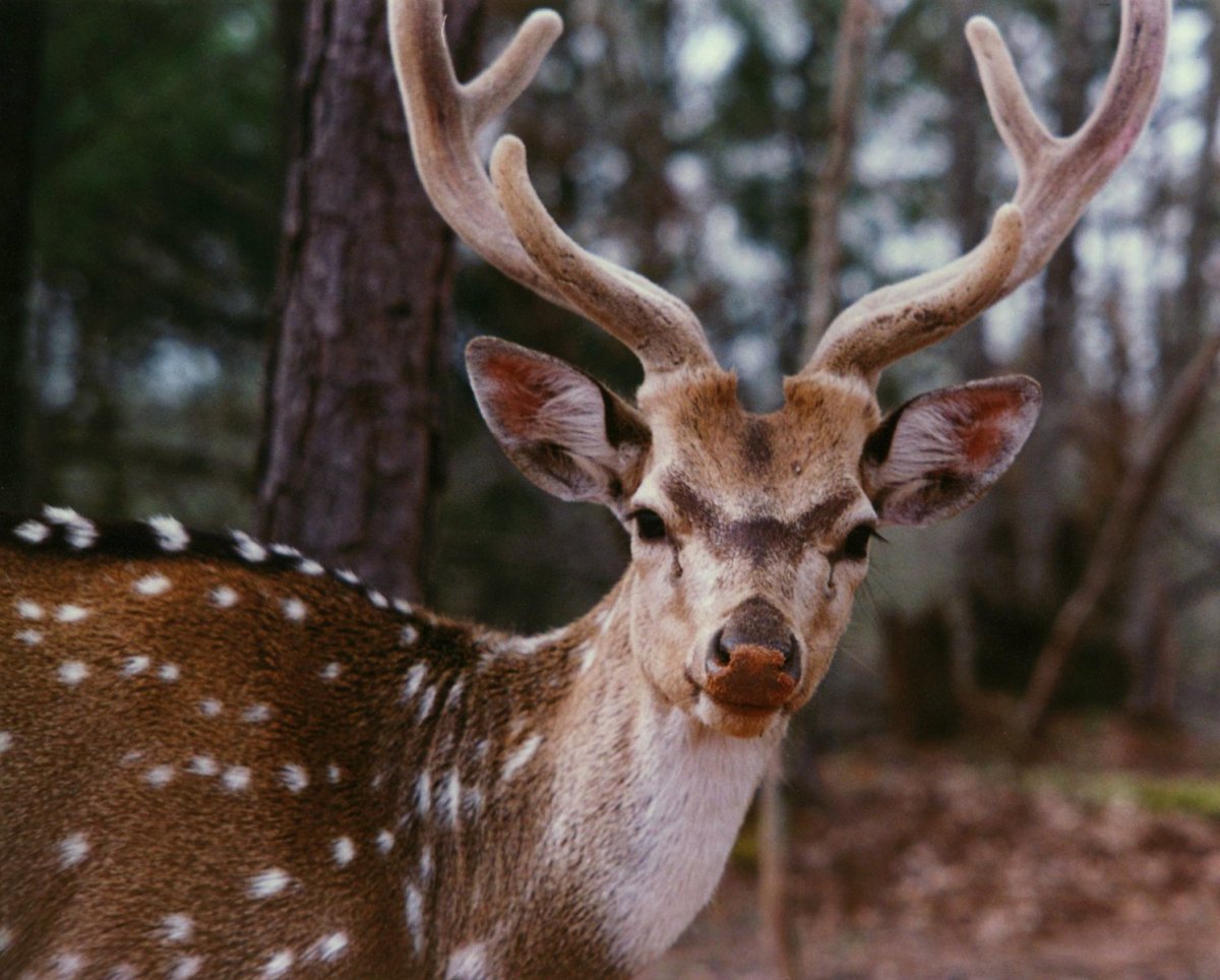 Пятнистый Северный олень