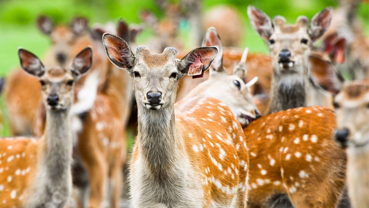 Пятнистый олень в Приморье