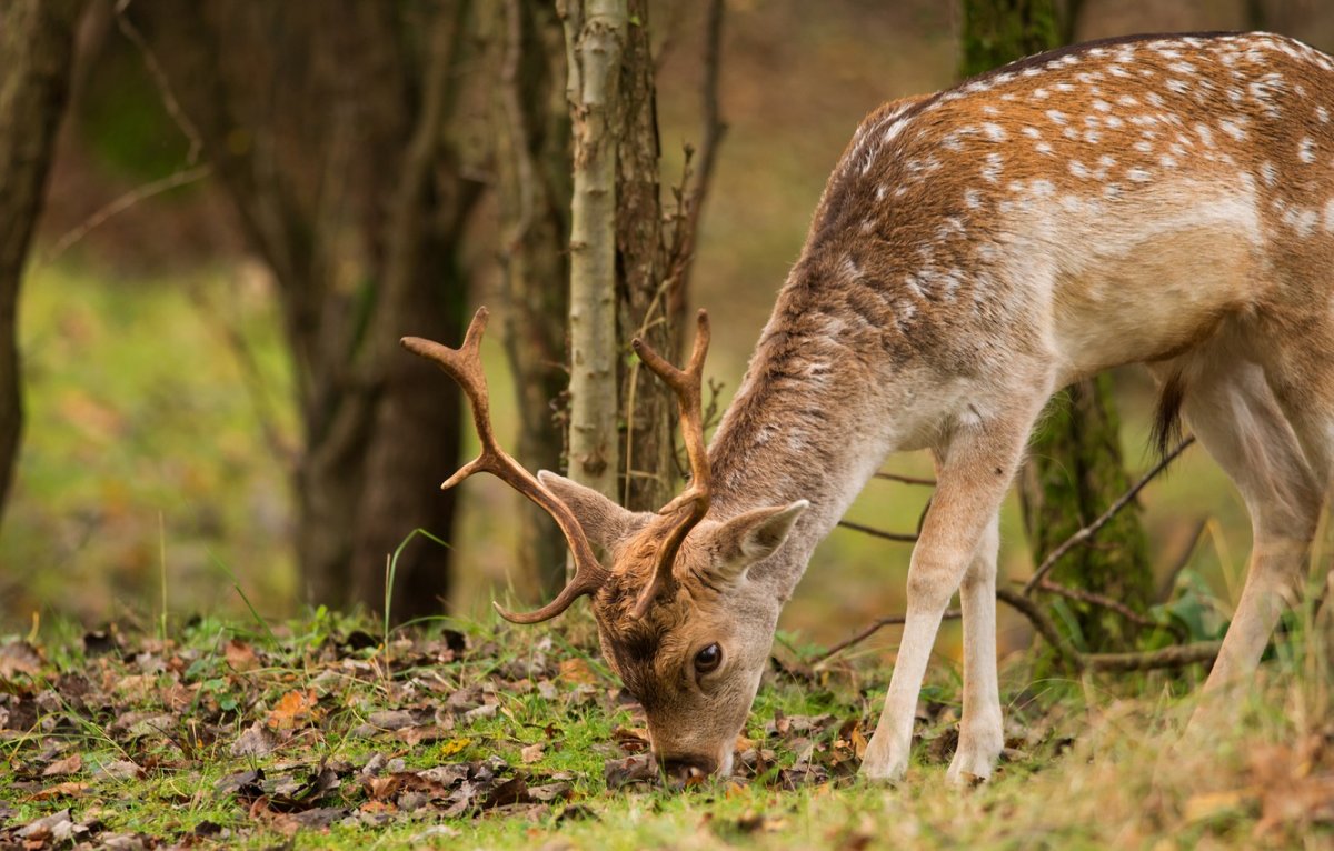 Пятнистый олень в лесу