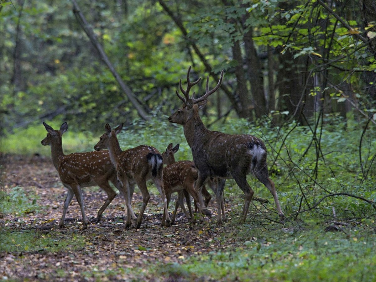 Ильменский заповедник пятнистый олень
