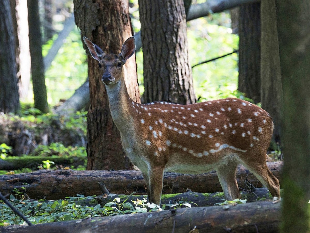 Уссурийский пятнистый олень