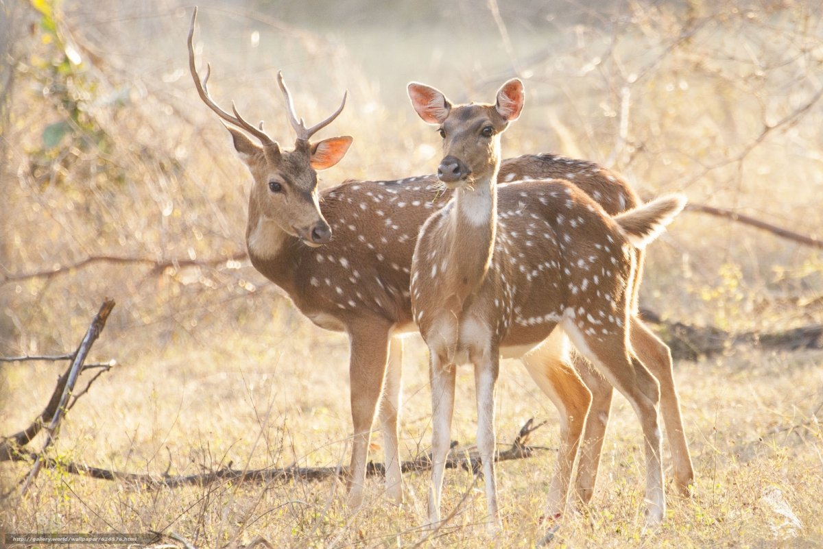 Уссурийский пятнистый олень самка