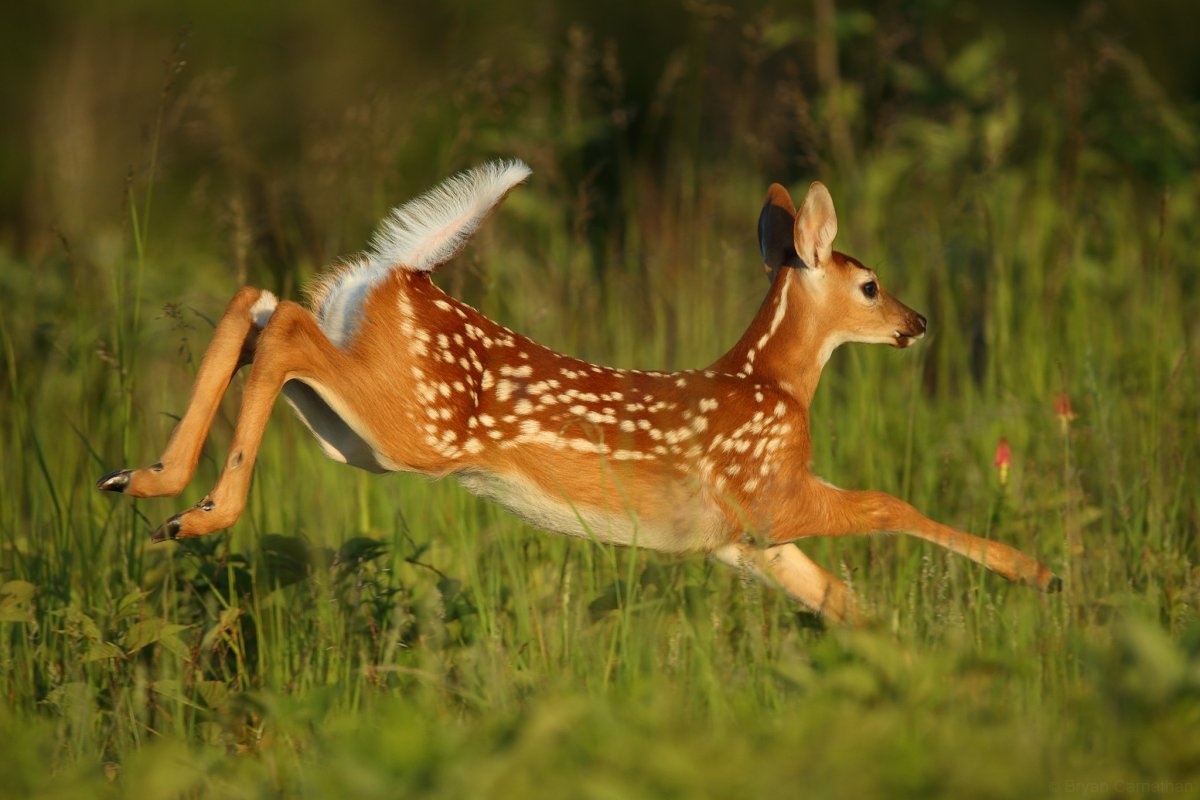 Косули пятнистые олени