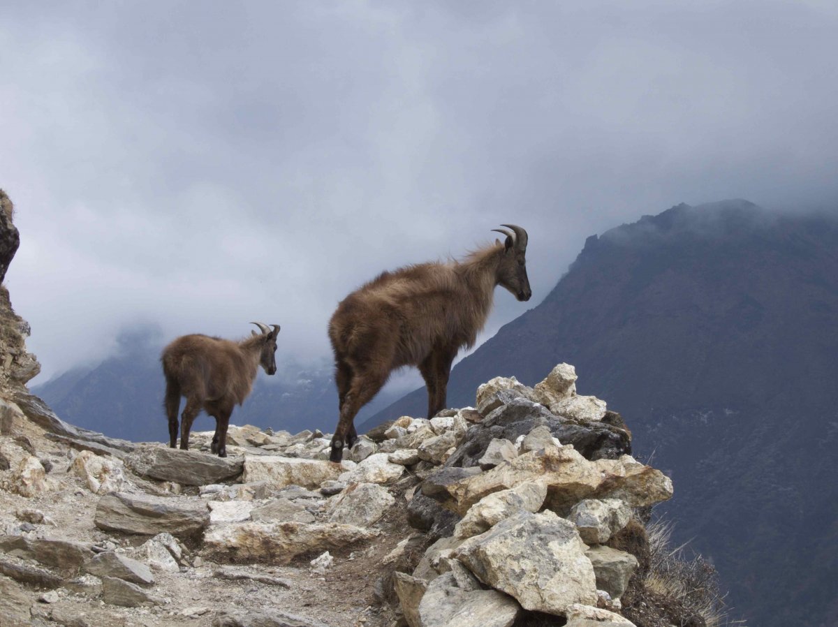 Горные козлы Приэльбрусья