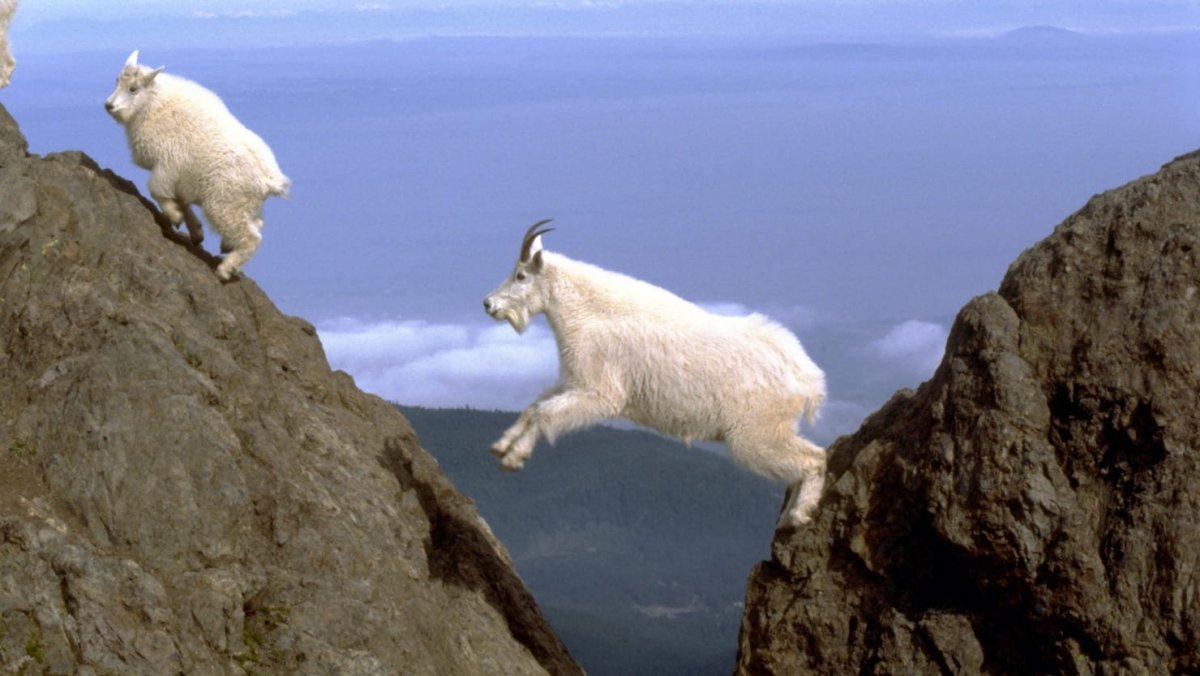 Снежные козы на скалах
