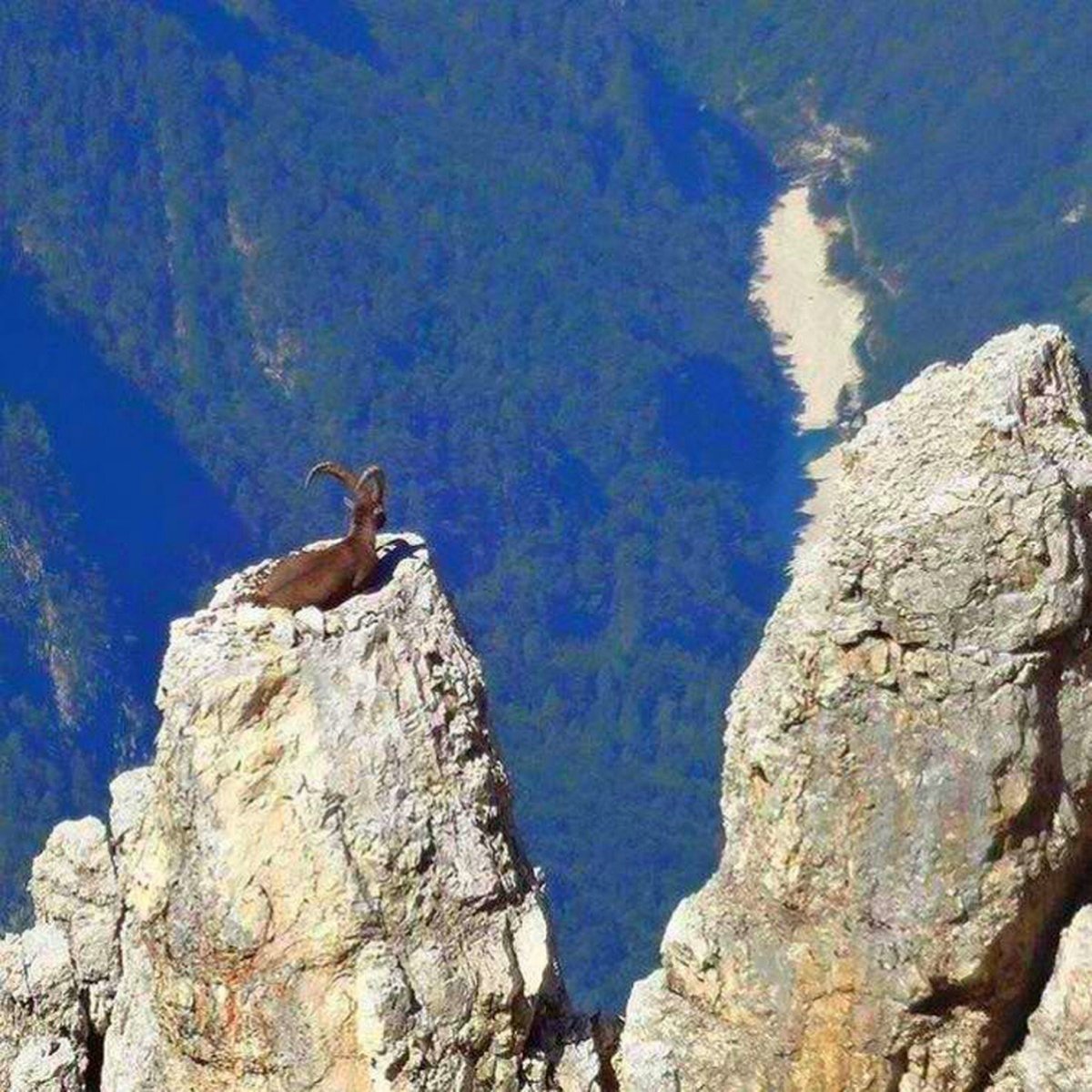 Горных Козлов (Capra)
