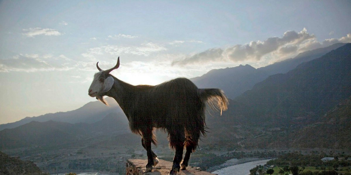 Горные козы Йеллоустоун