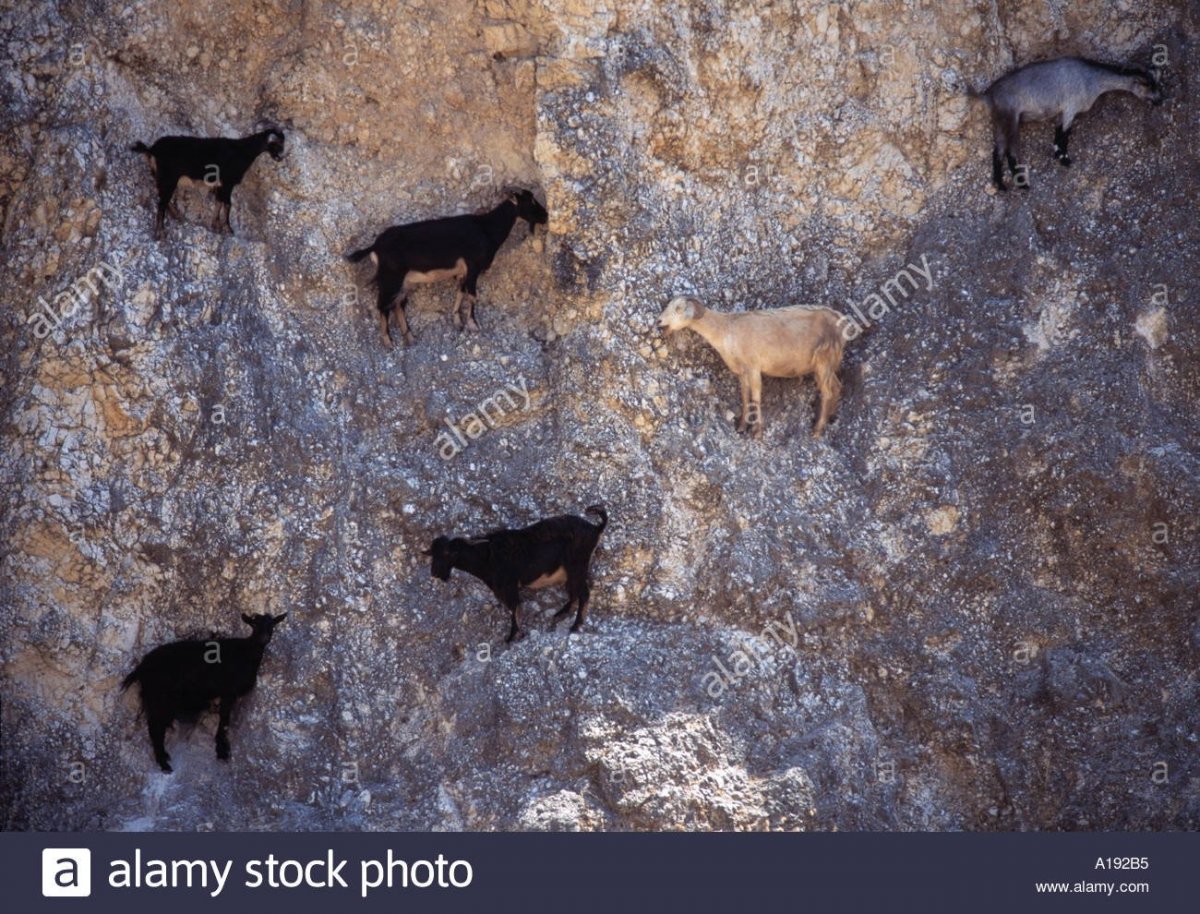 Горный козел и скалолаз