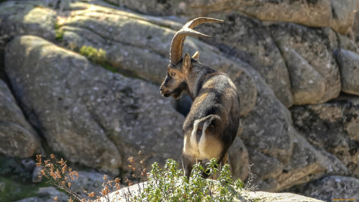 Альпийские Ибексы