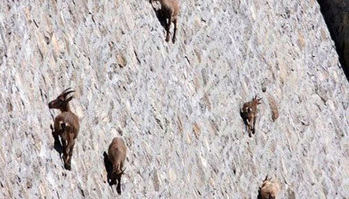 Горный козел в прыжке