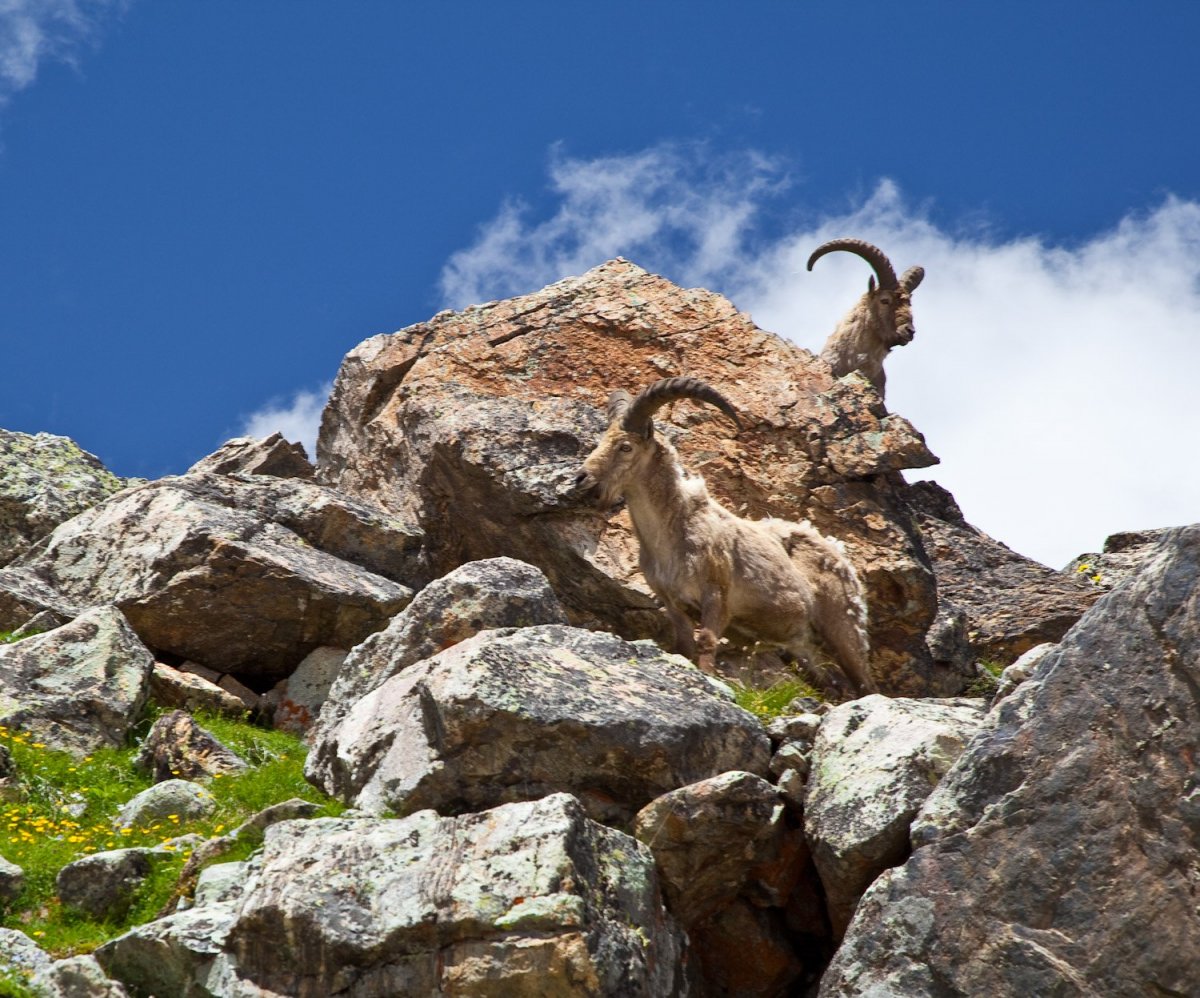 Горная коза