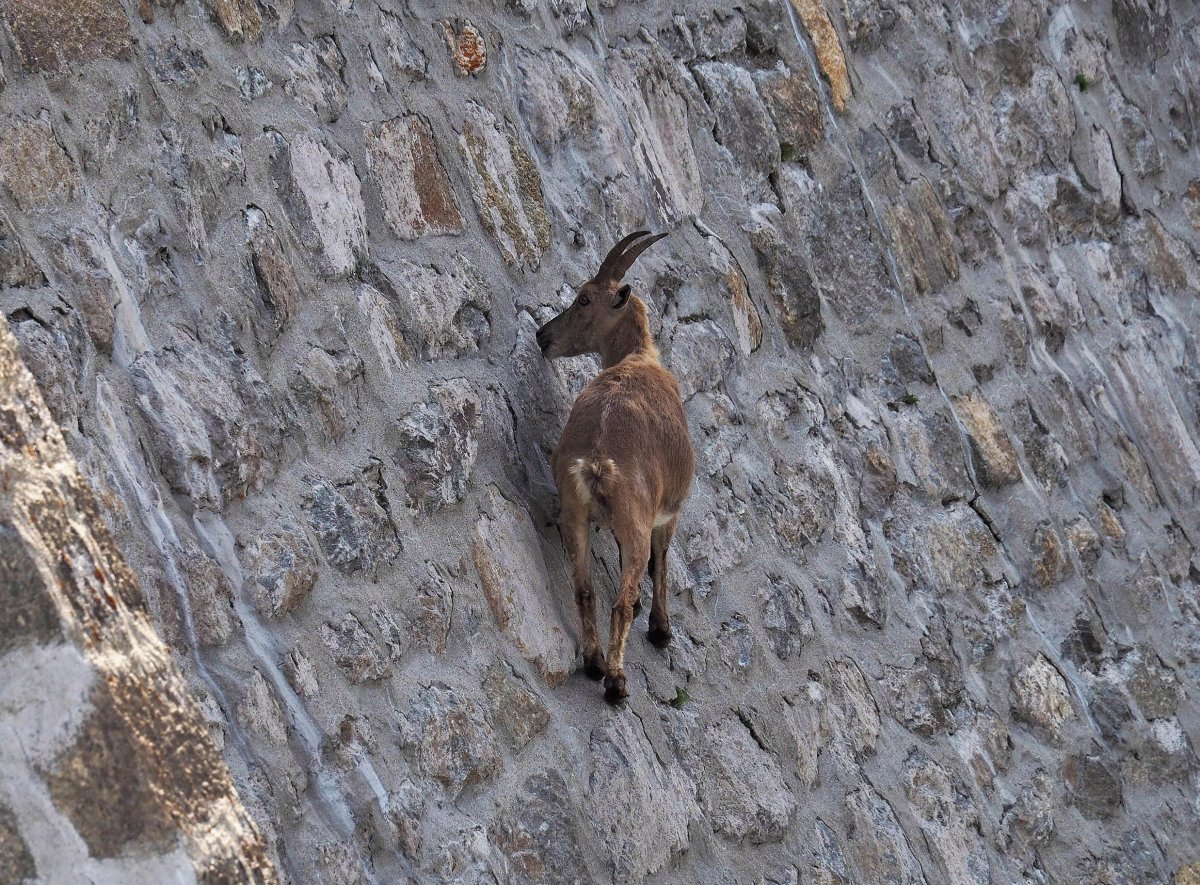 Козы на отвесной стене плотины в Италии