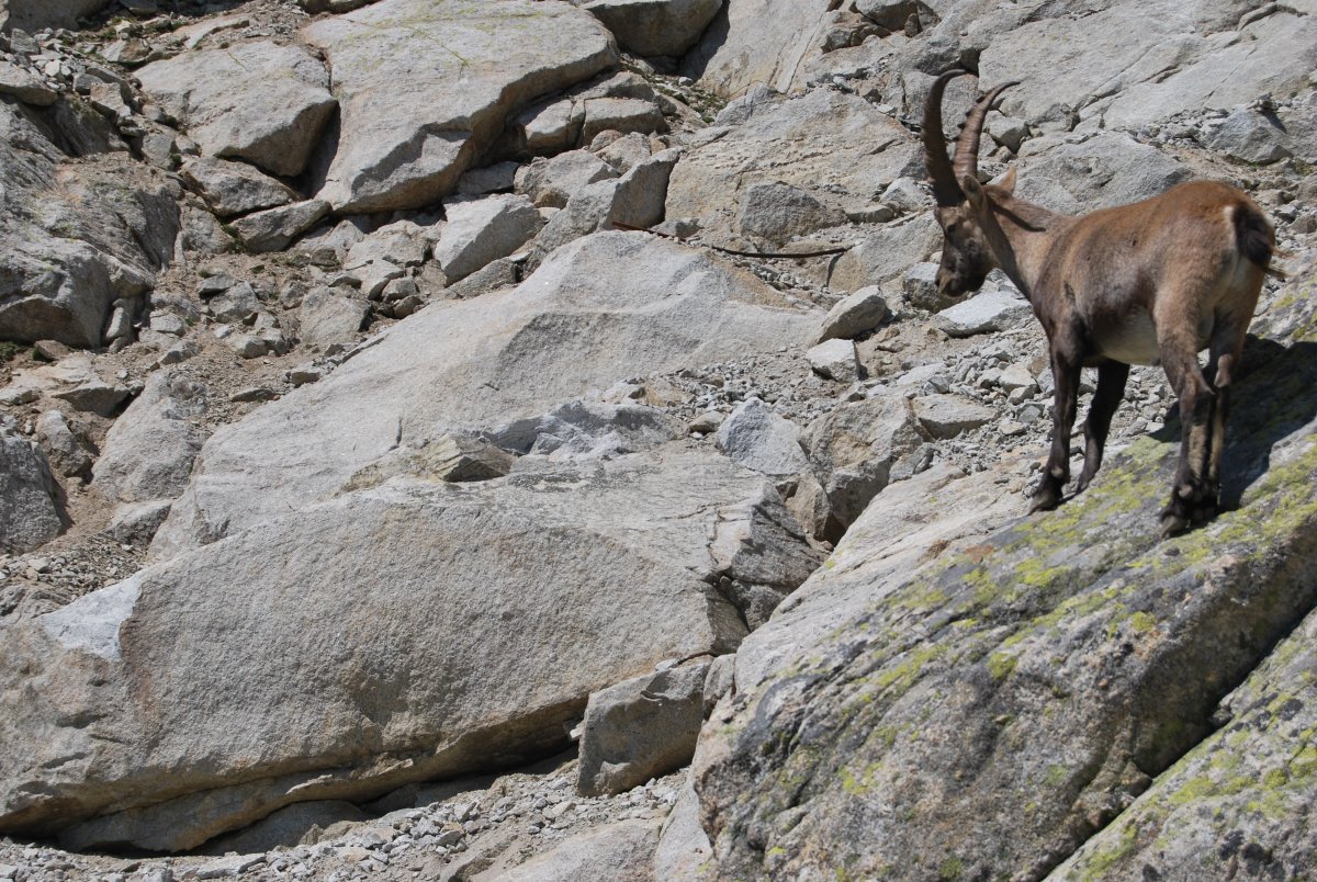 Горные козы на отвесных скалах