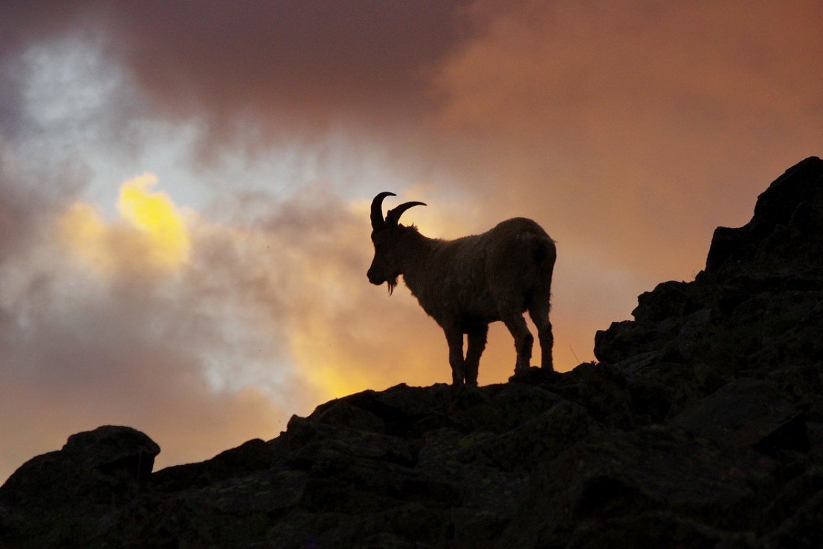 Горные козлы