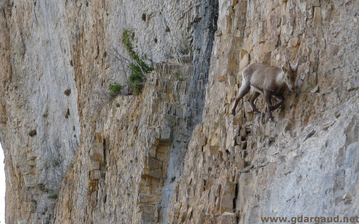 Горный козёл Саяно-Шушенском