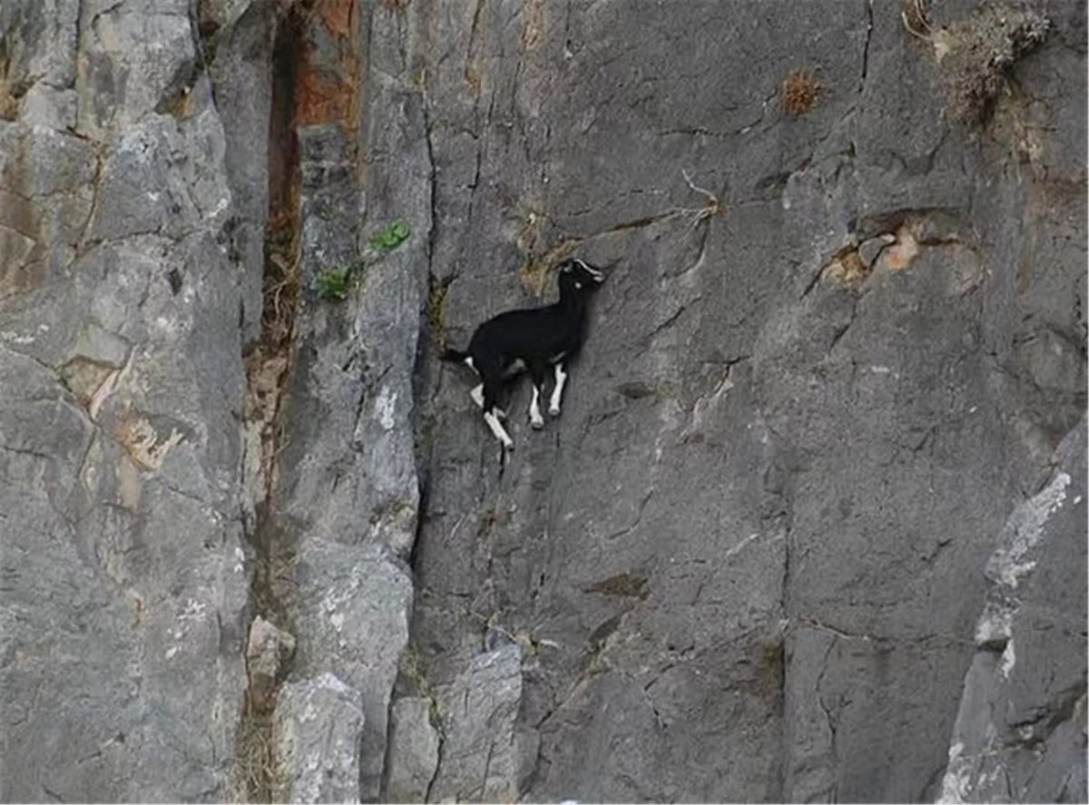 Горные козы на отвесных скалах