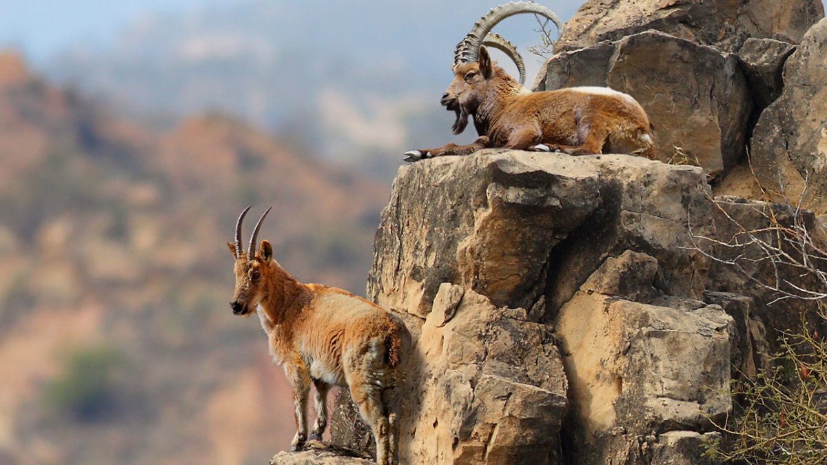 Горный козел Тоскана