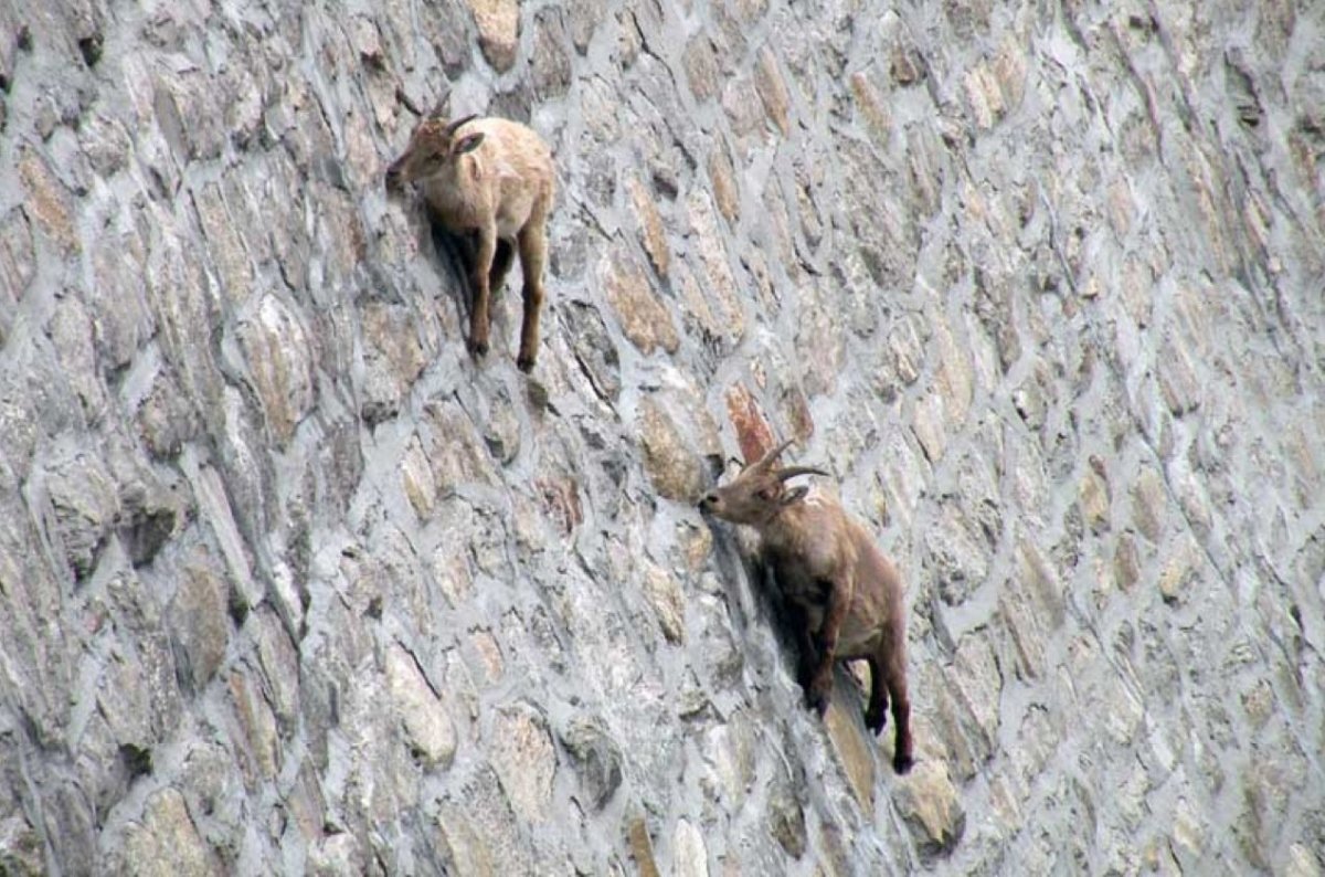 Горный козел на горе