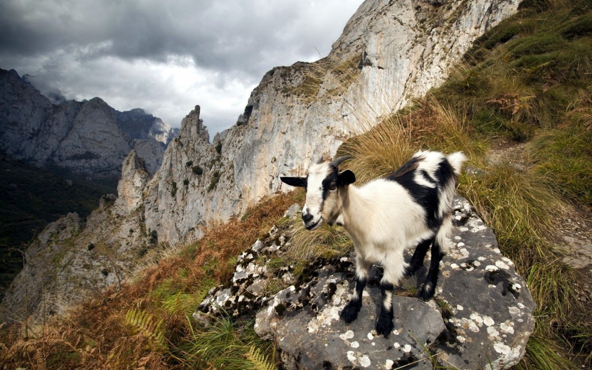 Горный козел Тоскана