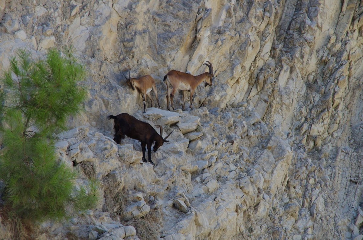 Горные козлы на отвесной стене