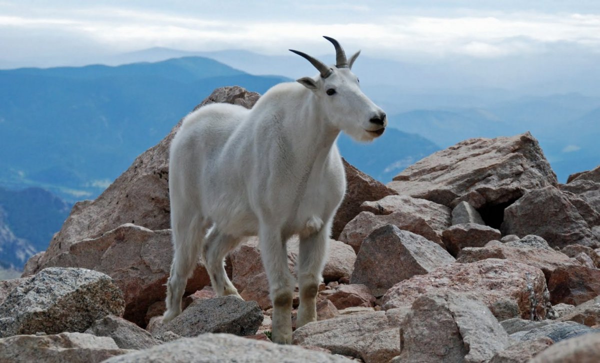 Тоскана коза