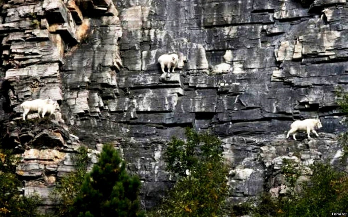 Винторогий козел на скале