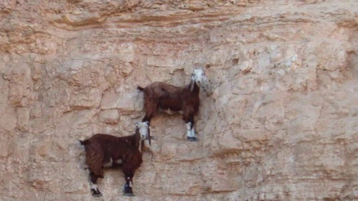 Горный козел Тоскана