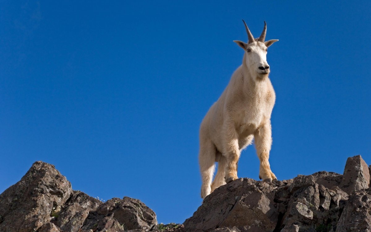 Горный козел Тоскана