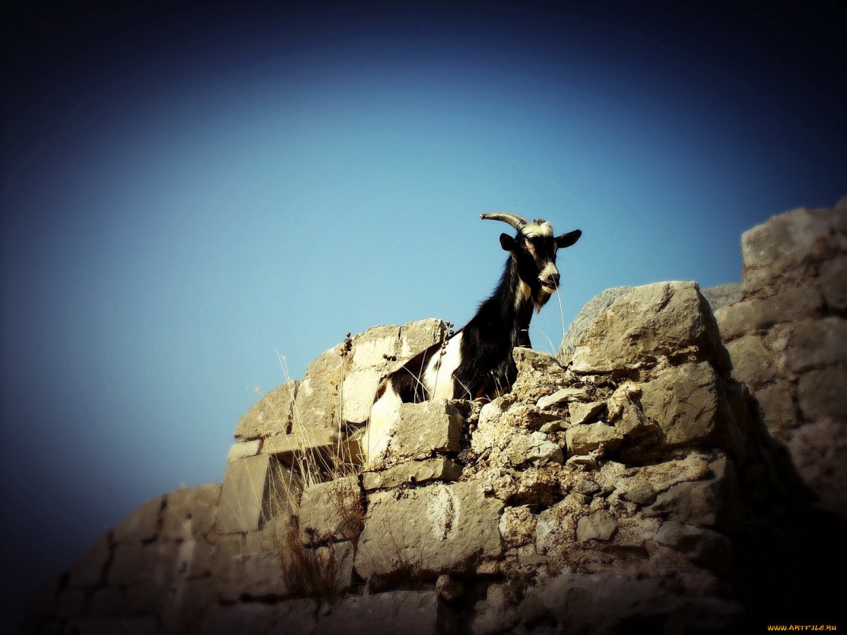 Горные козы Таджикистан