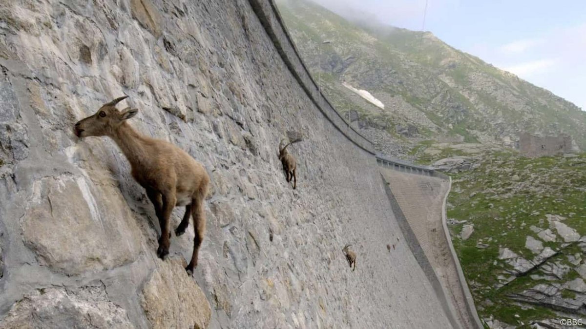 Тоскана коза