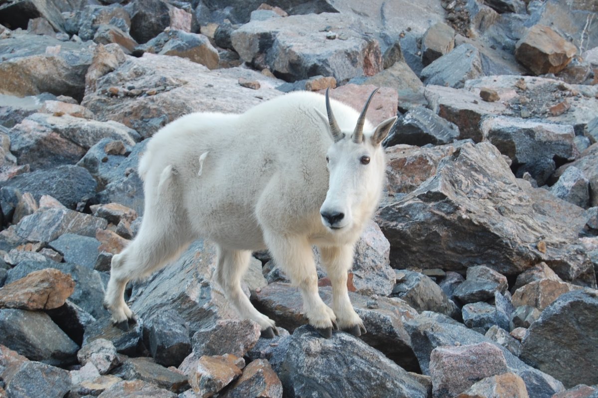 Горный козел