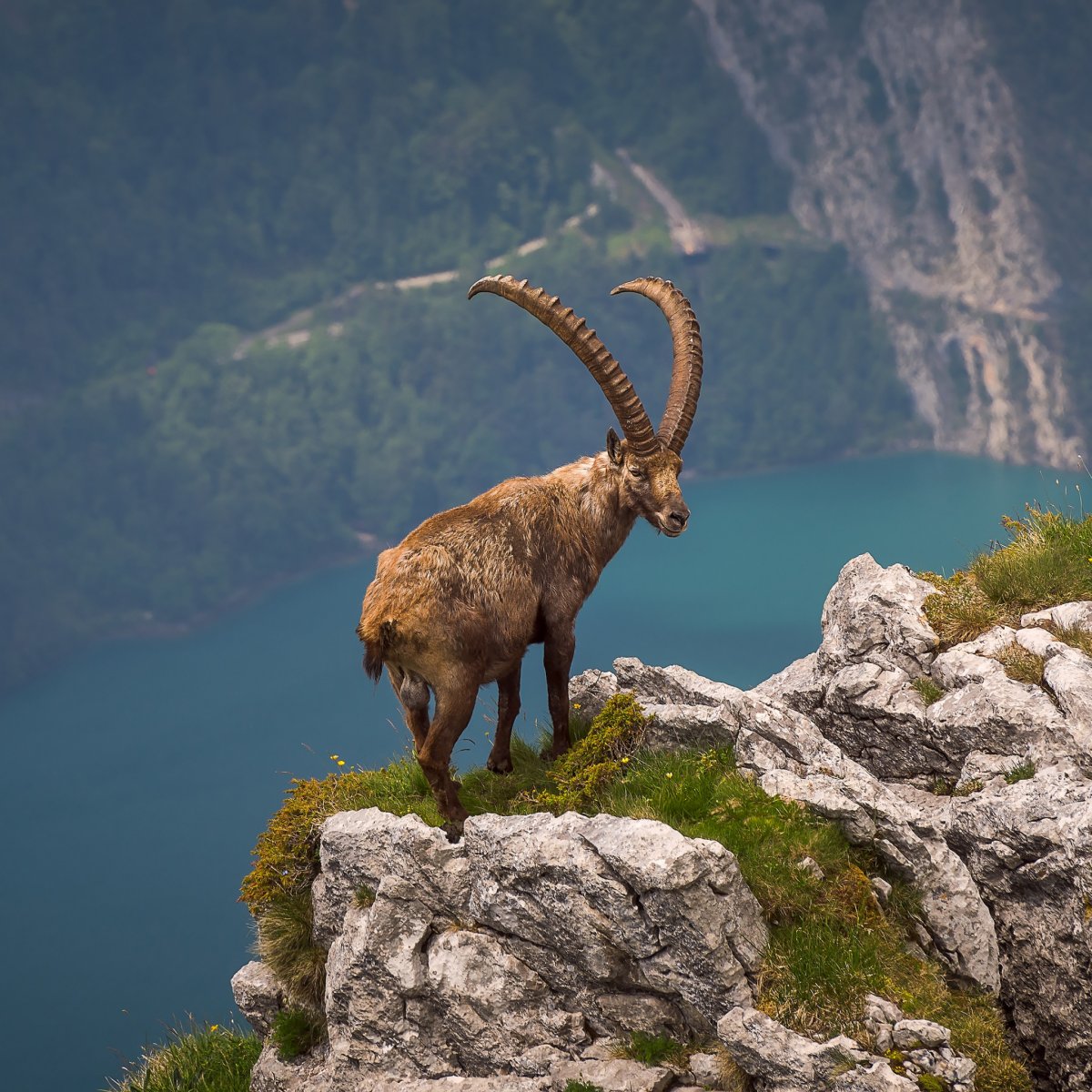 Козел скалистых гор
