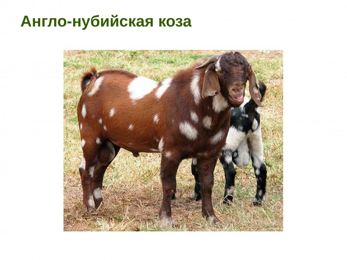 Аппенцелльская порода коз