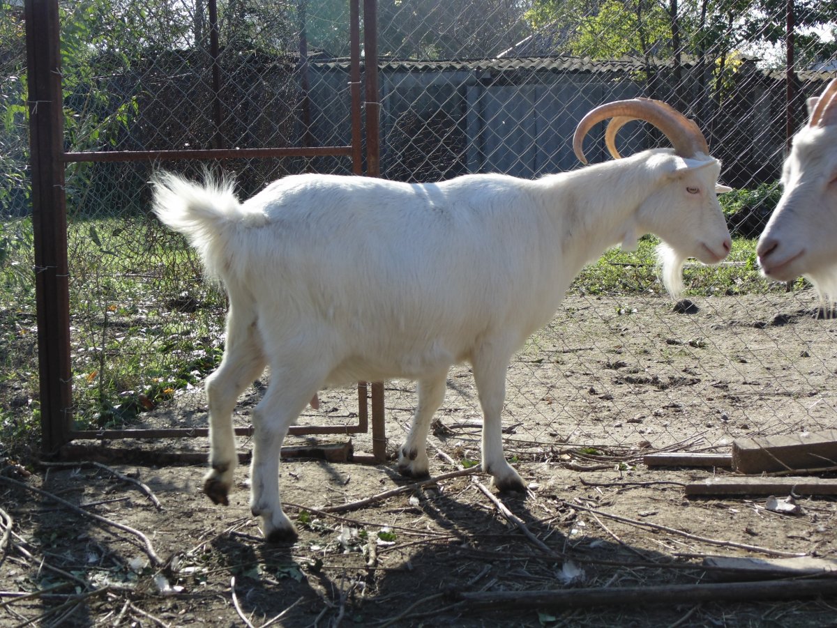 Аннинская порода коз