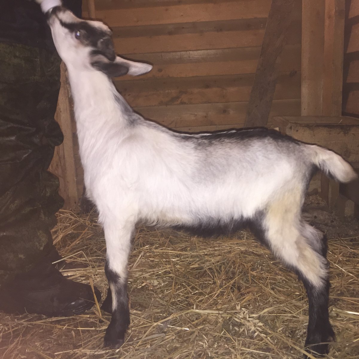 Нубийская порода Козлов