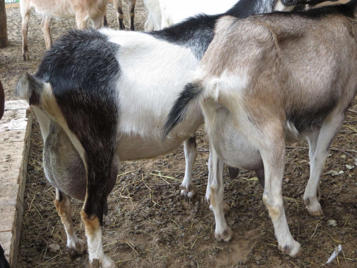 Размножение коз