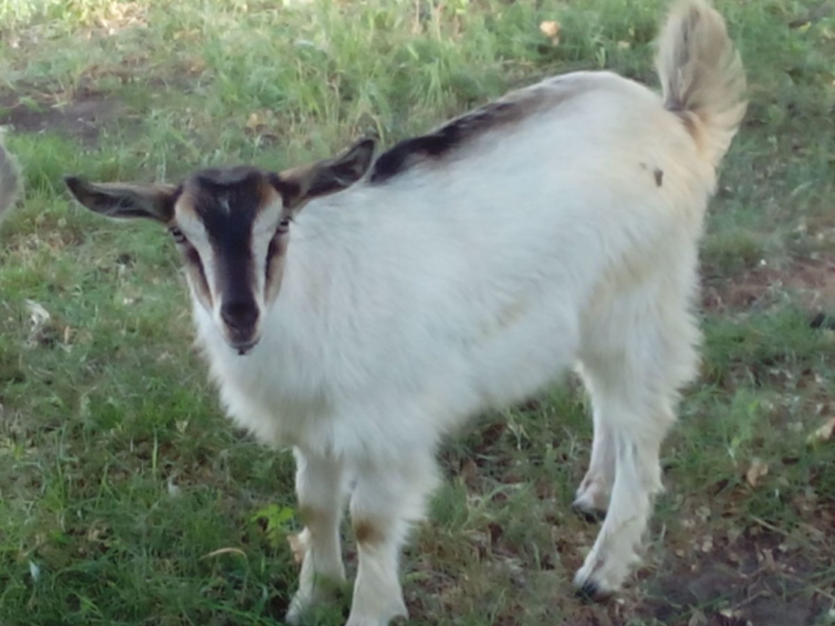 Козёл породы ламанча