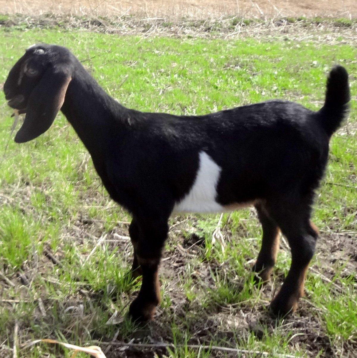 Англо-нубийские козы