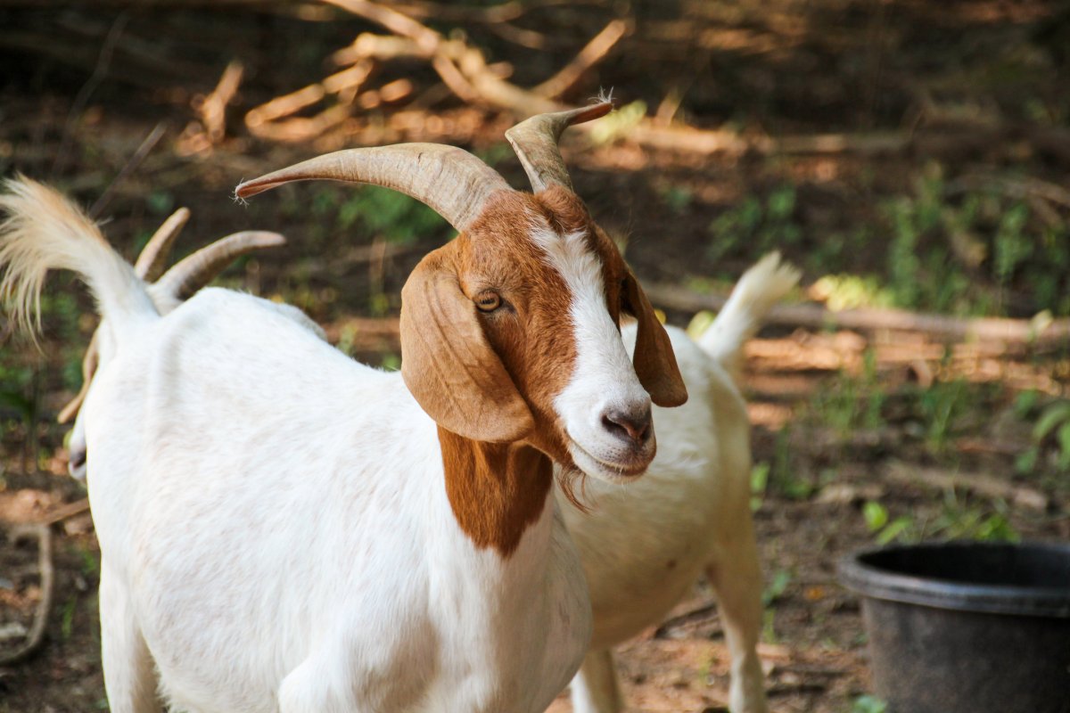 Молочные породы коз ламанча