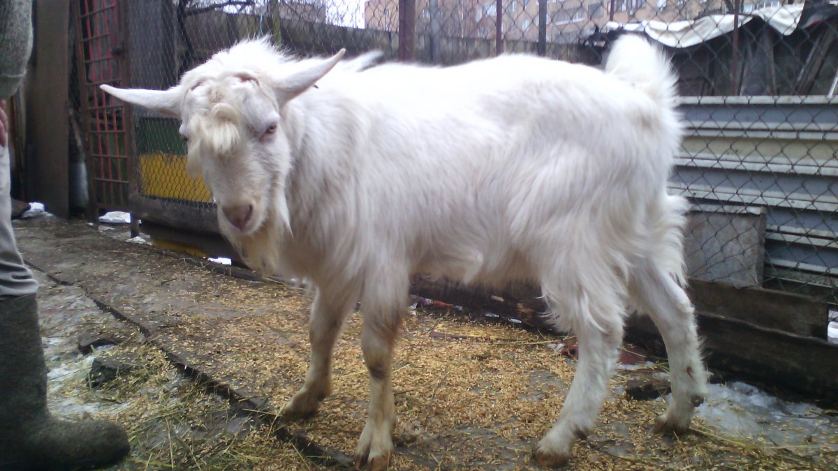 Зааненская коза дойная