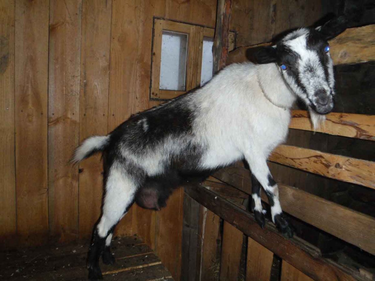 Дамасская коза Шами