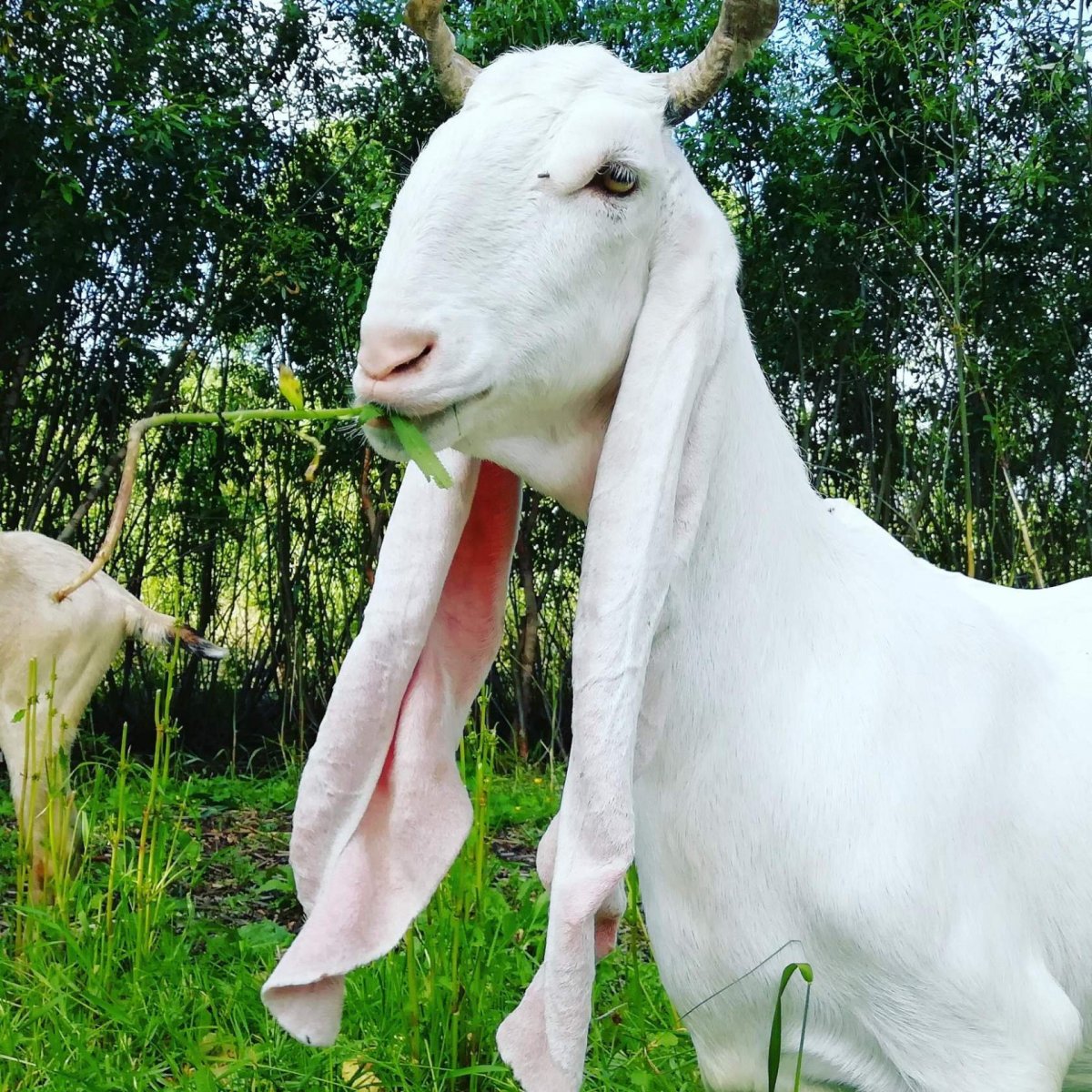 Молочные породы коз