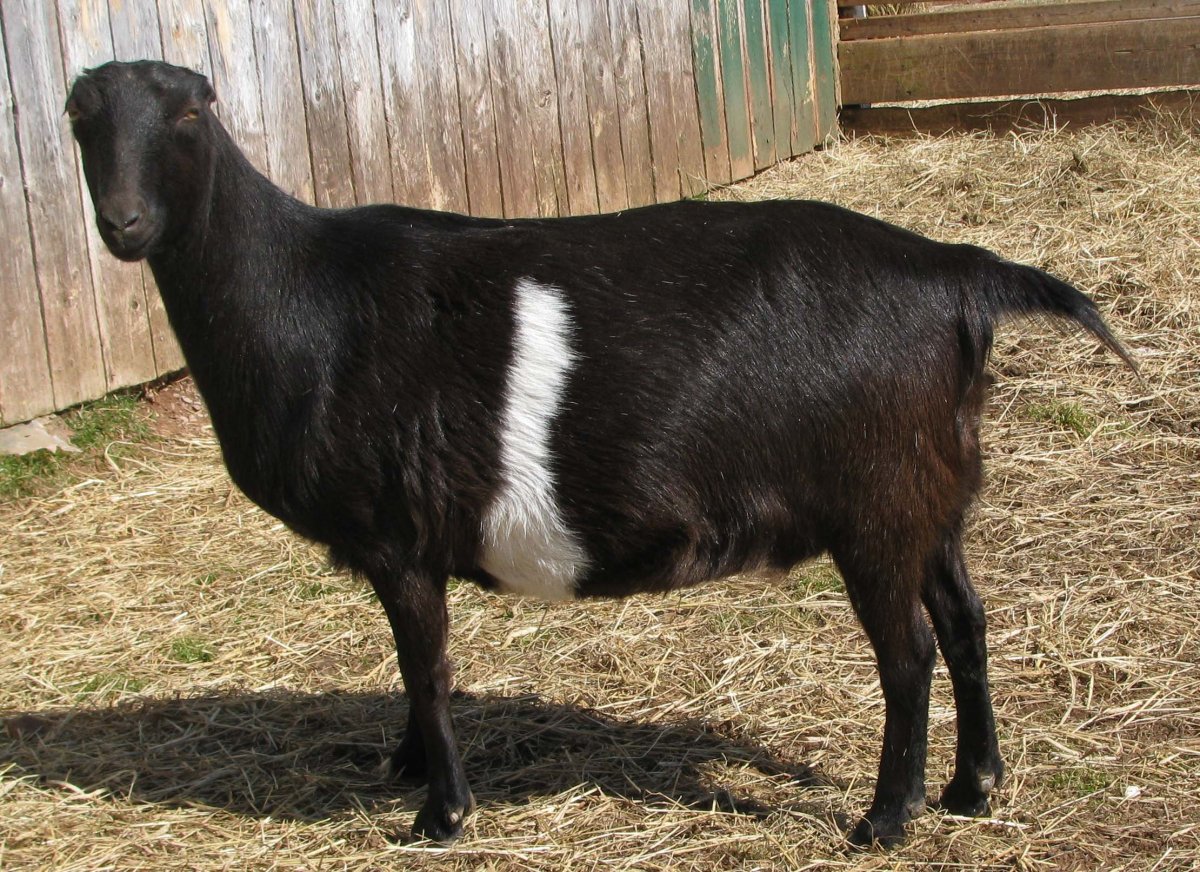 Аппенцелльская порода коз