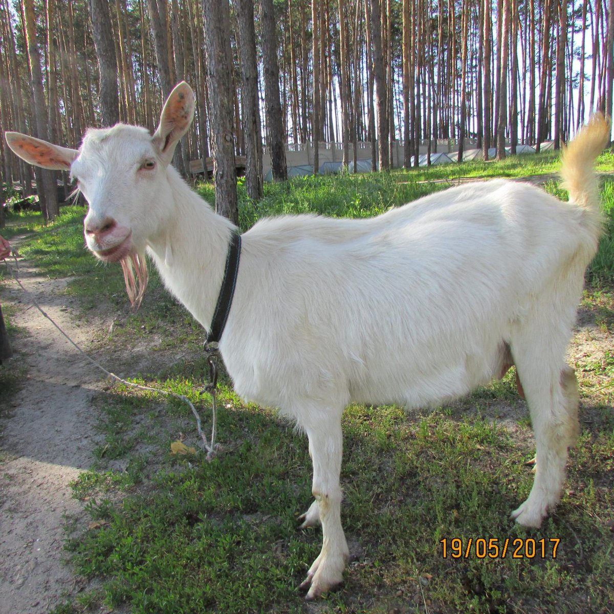 Коза зааненская комолая