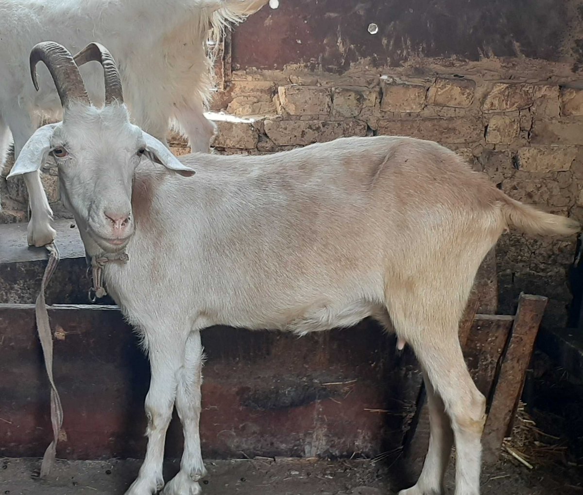 Молочные породы коз зааненская